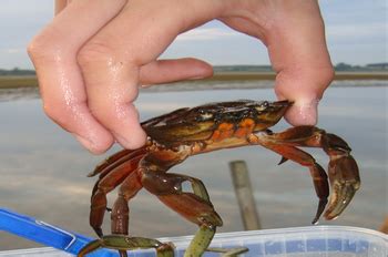pincher crab|How to Hold A Crab – Never Get Pinched Again! – .